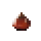 Tulip Bulb