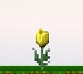 Mature yellow tulip