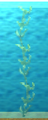 Kelp growing in Water