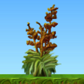 Mature flax bush in HD