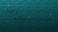 Three sharks together in the ocean