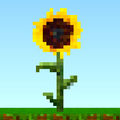 Mature sunflower